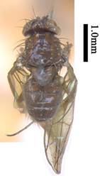 Drosophila Drosophila barutani Watabe & Liang,1990 0058476 背面观-Holotype