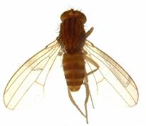 Drosophila (D