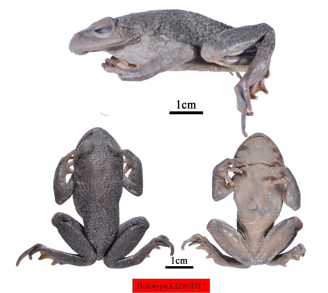泥盆纪：两栖动物的诞生｜最早的原始两栖动物——鱼石螈 - 知乎